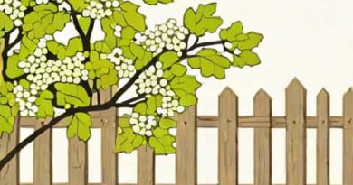 Quick Fence Tm Viburnum Odoratissimum