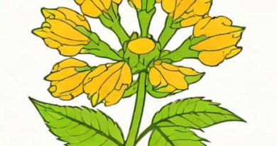 Racemose Inflorescence Is Identified By