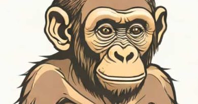 Taung Child Australopithecus Africanus