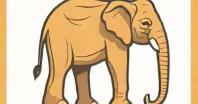 What Is Elephantiasis Nostras Verrucosa