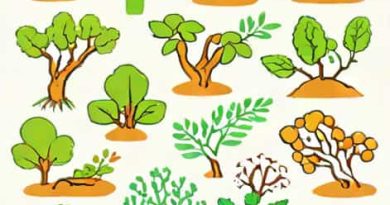 Yang Termasuk Protozoa Kelas Rhizopoda