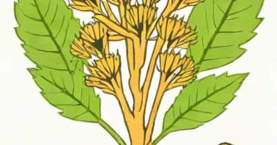 Burdock Root In Zulu Uses