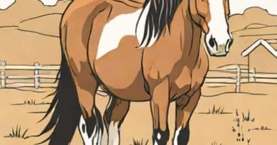 Cob X Clydesdale For Sale