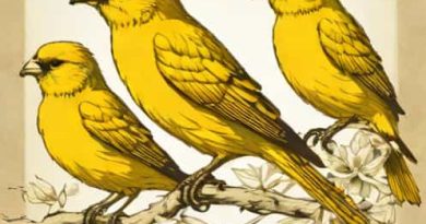 Gloster Canaries For Sale