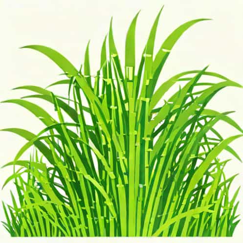 Grassy Shoot Of Sugarcane