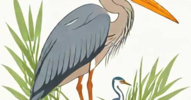 Great Blue Heron Nestling