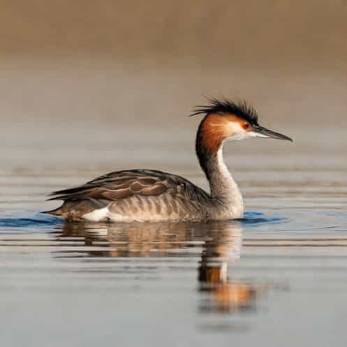 Great Crested Grebe Sound