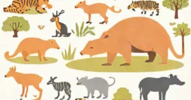 How Much Is Australia Zoo