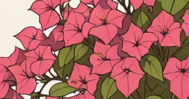 How To Grow Bougainvillea