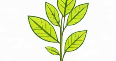 How To Stem And Leaf Plot
