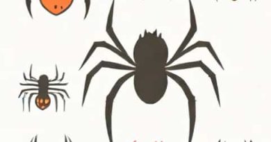 Pictures Of A Spider Bite