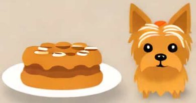 Que Puede Comer Un Yorkie