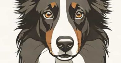 Smooth Coat Border Collie
