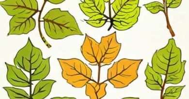 Stages Of Poison Ivy Rash