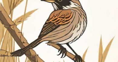 The Dusky Seaside Sparrow