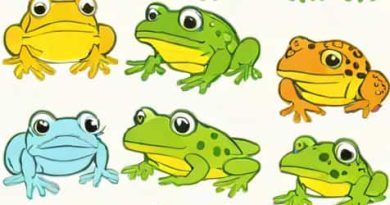 Time From Tadpole To Frog