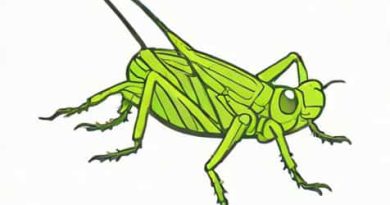 Uk Grasshopper Or Cricket
