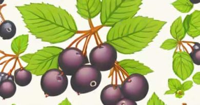 What Is A Saskatoon Berry