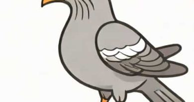 What Is A Squeaker Pigeon