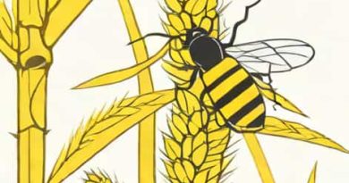 Yellow Stem Borer Of Rice