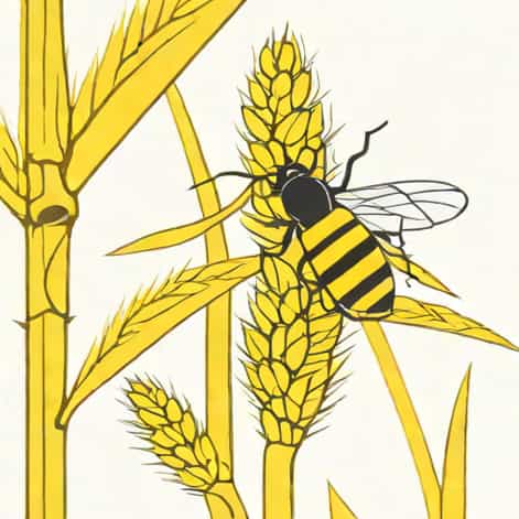 Yellow Stem Borer Of Rice