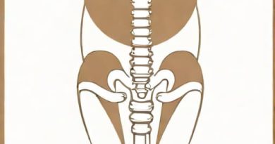 Joint Between Femur And Pelvic Girdle