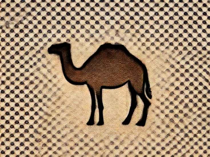 One Hump Camel Called