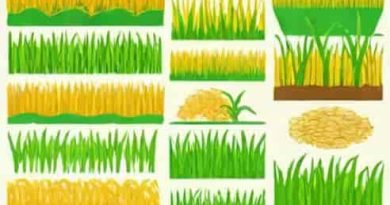 System Of Rice Intensification