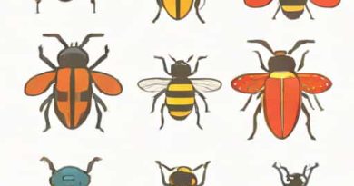 X Bonus Insecticide